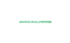 animal wallpaper. Animal Wallpaper 89